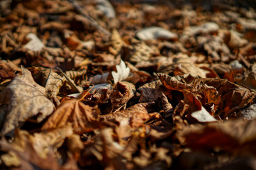 autumn leaves