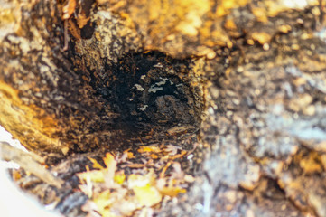 mushroom on tree