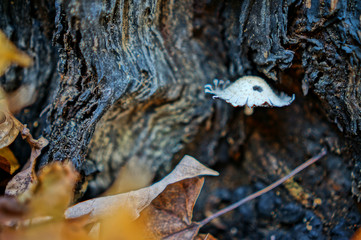 tiny mushroom