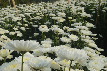 white aster flower garden