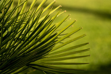 Saw palmetto, large green leaves in nature.