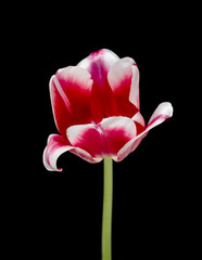 Tulip. Beautiful bright flower tulip flower pink white on a black background, close-up.