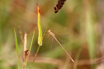 Dragonfly close up on the leaf