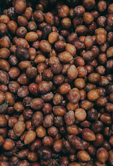 Argentine fruit