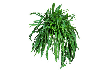 Close up Bird's Nest Fern Isolated on White Background with Clipping Path