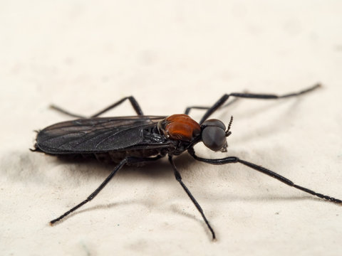 Macro Photo of Lovebug on The Floor