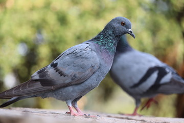 micro shot A pigeon close to pigeon