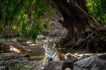 Ranthambore wild tiger krishna or T19 resting on rocks in beautiful scenic nature picturesque scenery location background ranthambore national park or tiger reserve, rajasthan, india - panthera tigris
