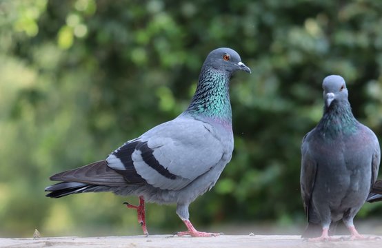Common or domestic pigeon on a ledge