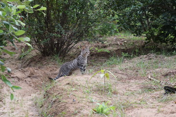 A cat standing in lemon garden