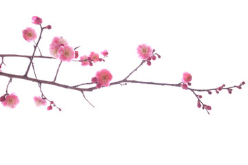 twig of blooming plum tree with pink flowers. seasonal floral background