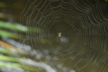 蜘蛛の巣,spider web