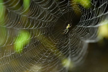 蜘蛛の巣,spider web