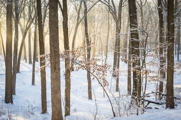 The winter woods glows as golden sunlight floods through the trees at sunrise.