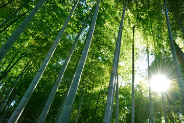 竹林の日差し,Banboo forest sunlight