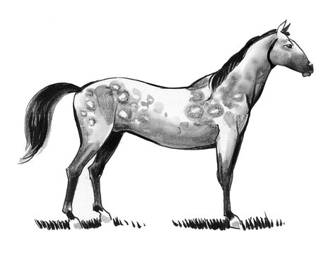 Beautiful standing horse. Ink and watercolor illustration
