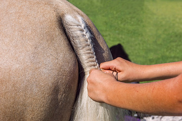 Girls hands plaiting the tail of a horse.
