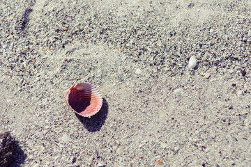 sea shell on the beach