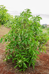 Growing Lychee Tree