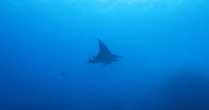 Manta ray at revillagigedo archipelago, Mexico.