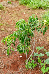 Small Litchi Chinensis (Lychee) Tree