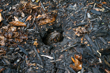 toad in ground