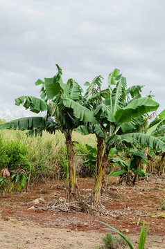 cluster Of Banana Trees