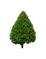 Dark green and light green shrub. Leaves and branches of the wood combine into beautiful shrubs. Place decorative shrubs in garden use as decorations for general parties. Isolated on white background.