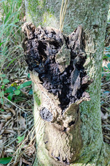 Rotting Wood With Algae