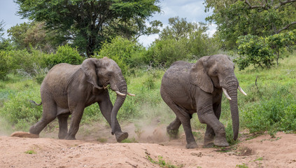 Fototapeta na wymiar Two African elephants playing catch running in a dry river bed image in horizontal format