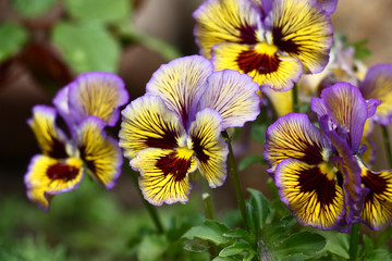 Fototapeta premium Bright flowers of a viola with an improbable combination of paints on petals among green leaves.