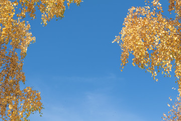 Yellow birch leaves against the sky. Autumn landscape