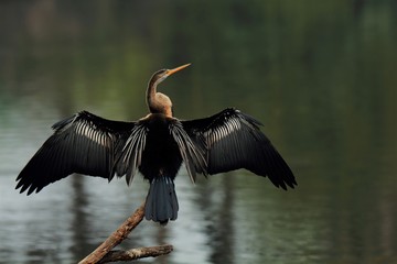 Oriental Darter with full Wingspan © Kousik