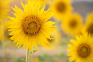Sunflower field,Sunflower natural background. Sunflower blooming. Close-up of sunflower