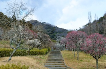 梅の花　紅梅　白梅　道　梅林　杤木