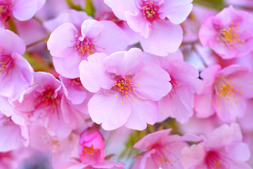 早春に咲く日本の桜　-河津桜