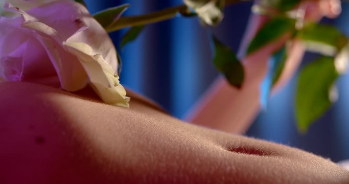 Close-up of the slender belly of a girl who is lying on the bed, against the background of blue curtains, in her hands she holds a white rose and gently leads her on the stomach.