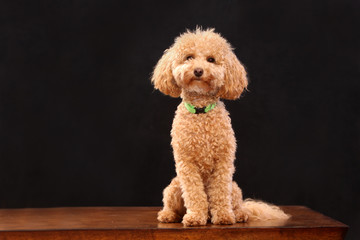 poodle small dog in studio black background