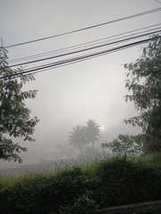 Morning view with foggy shades