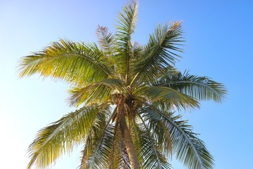 Fototapeta na wymiar palm tree with blue sky