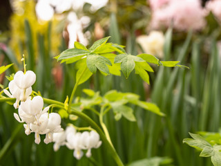 ハート型の可愛い形をした白いケマンソウ。