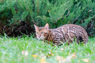 Naklejka na ściany i meble A cute young striped Bengal kitten with green eyes walks on an autumn green-yellow lawn.