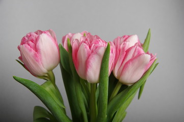 Yellow red tulips bouquet on gray background
