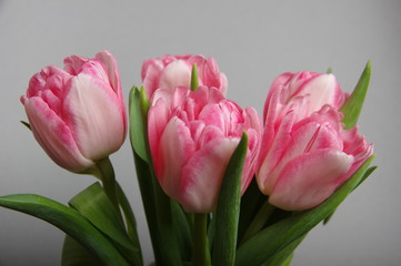 Yellow red tulips bouquet on gray background