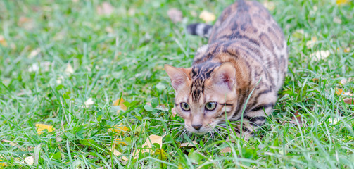 A cute young striped Bengal kitten with green eyes walks on an autumn green-yellow lawn.