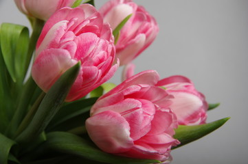 Yellow red tulips bouquet on gray background