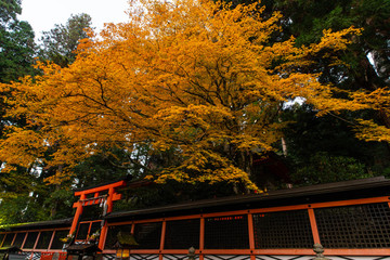 黄色く紅葉した巨木と寺の建築物
