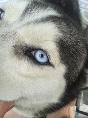 husky eyes