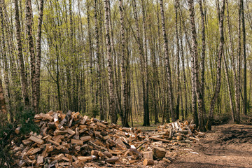 spring forest landscape of central Russia. birch trees with young leaves and chopped firewood