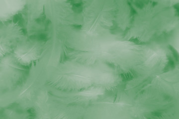 Fototapeta na wymiar Beautiful abstract white and green feathers on darkness background and colorful soft light green yellow and white feather texture pattern